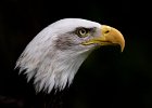 Linda Jackson - Bald Eagle - Nature.jpg